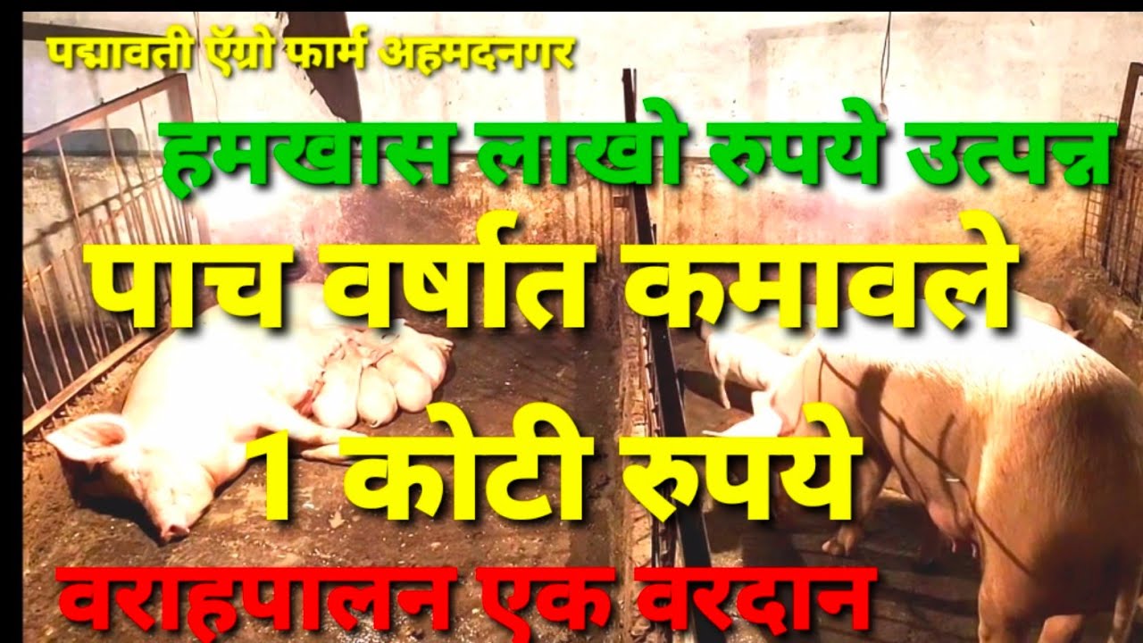 Pig/PIGFARM/varahpalan वराहपालन/पिगफार्म