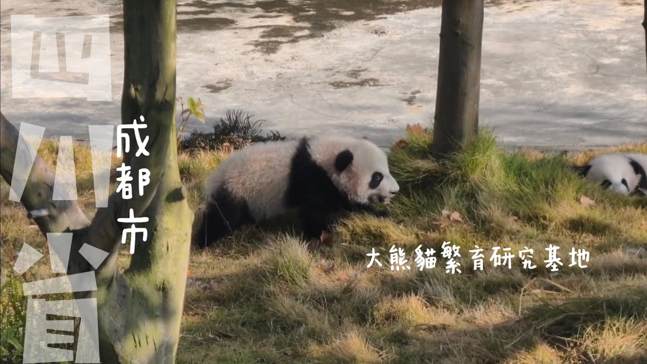 【成都大熊貓繁育研究基地】成都必去景點-熊貓控的天堂 超級療癒Baby熊貓