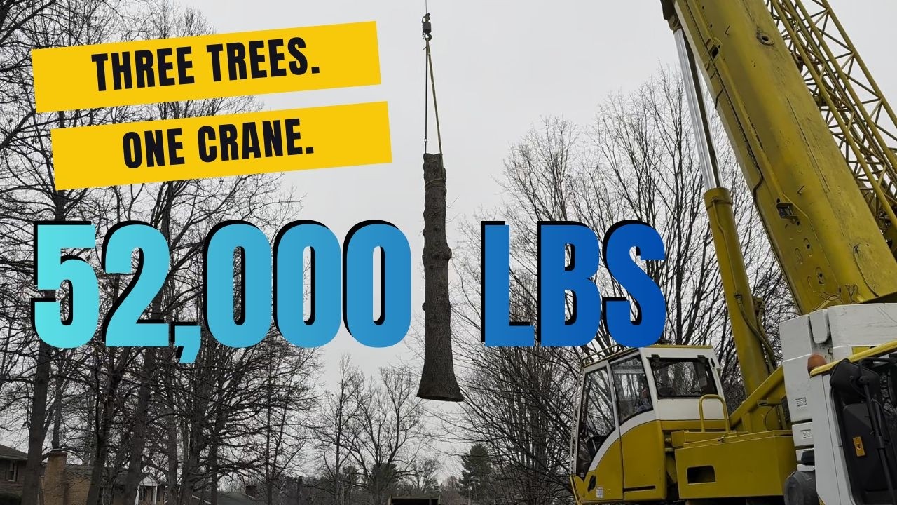 Three Trees. One Crane. 52,000 Lbs.