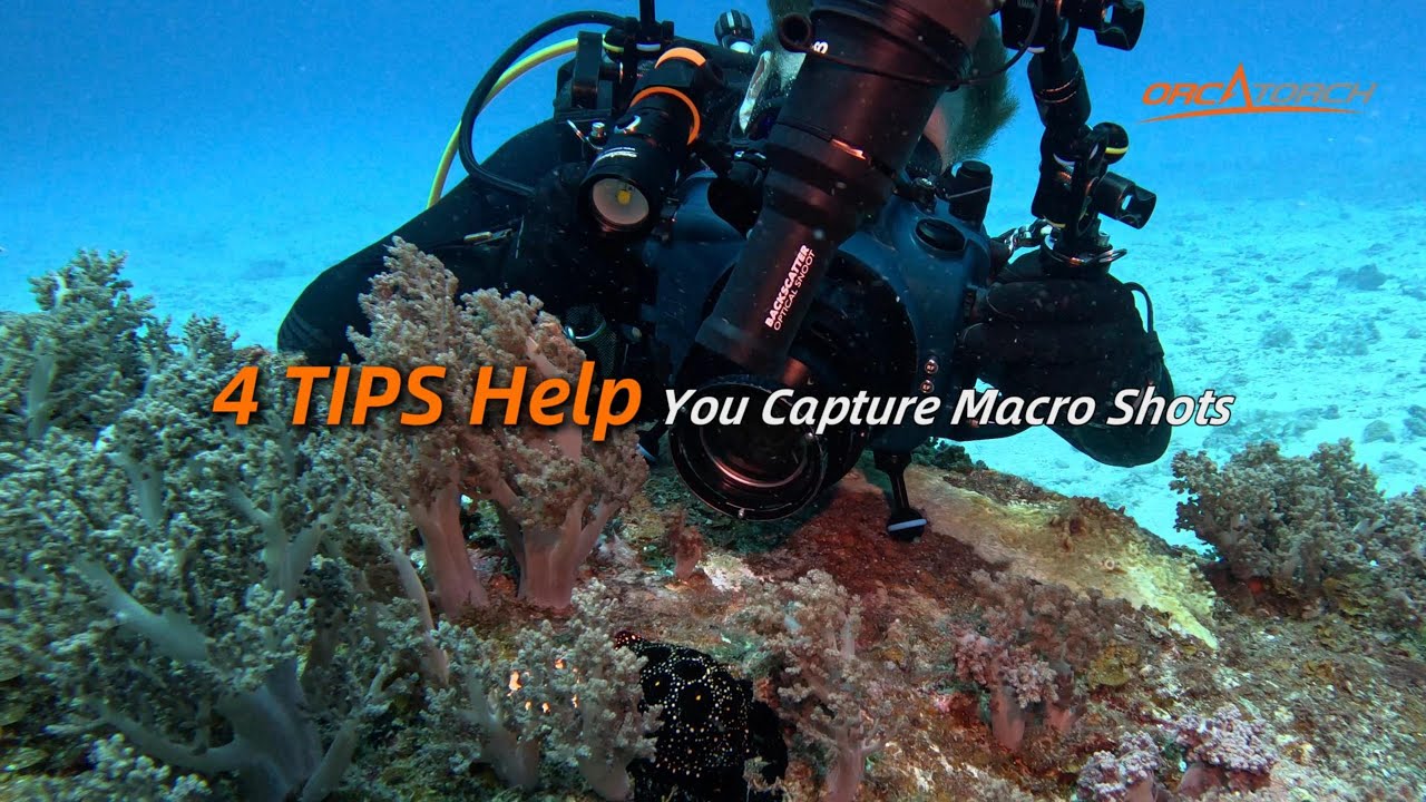 Four Tips Help You Capture the Stunning Macro Shots