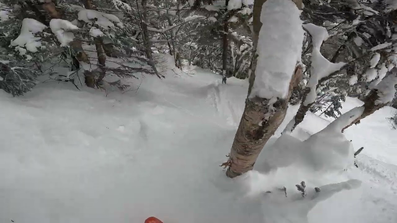 Goods In The Woods - Paradise - Mad River Glen (2026)
