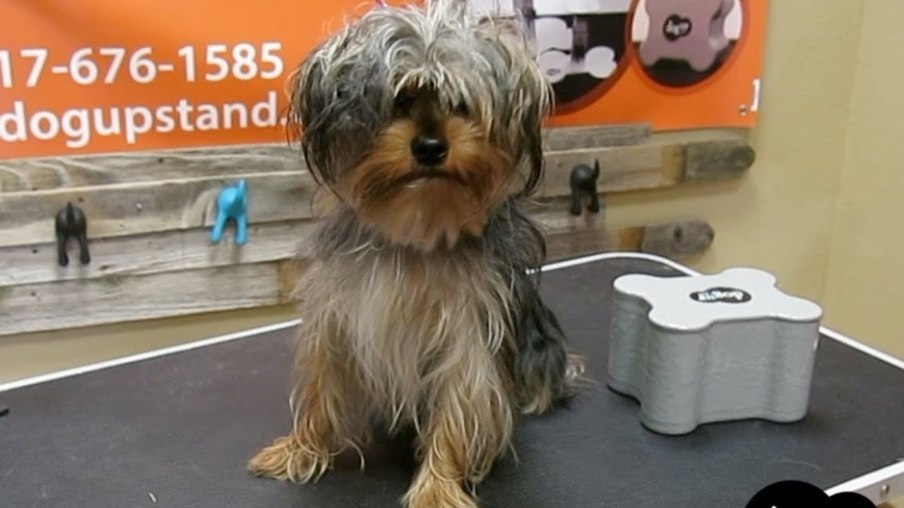 My Yorkie Came Home With A Black Eye