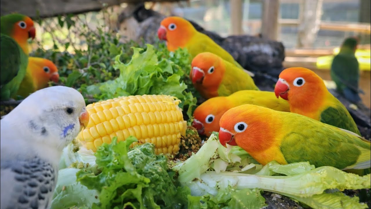 Lovebird Colorful 💚❤️#lovebirds #sunconure #parrotlover #birds #cutelovebird