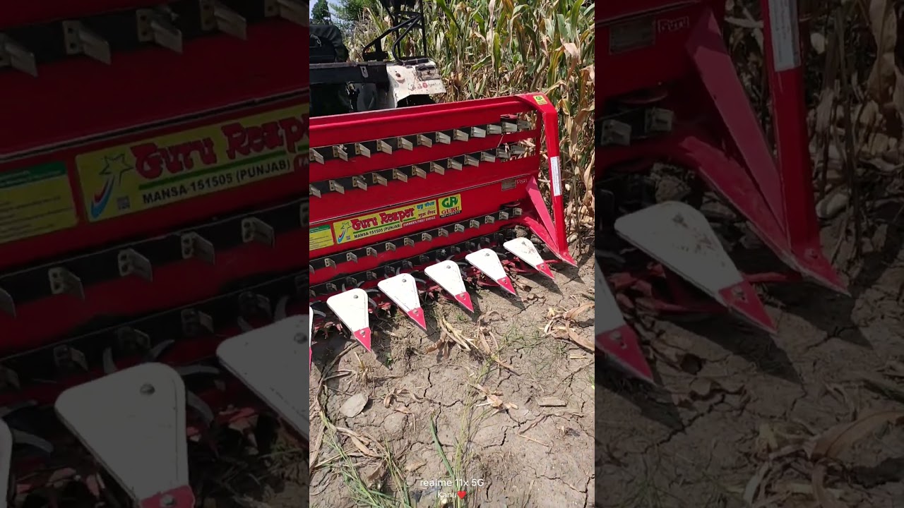 Maze crop cutting by the reaper  