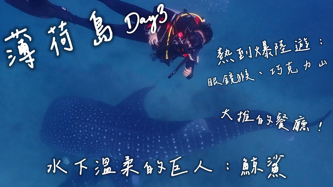 ScubaDiving-薄荷島Day3｜Lily鯨鯊｜眼鏡猴｜巧克力山｜各種吃喝花絮｜