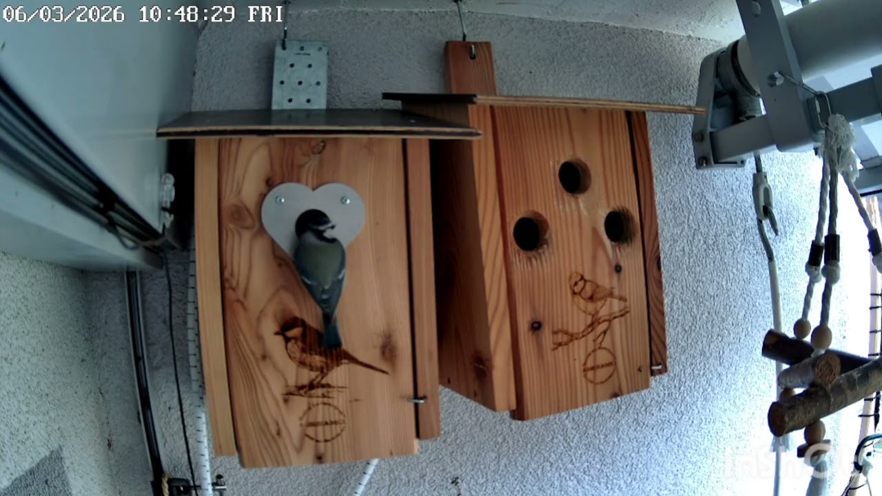 Nestbau der Blaumeise, Teil 4 - Snow setzt sich durch 💪🏻🐦