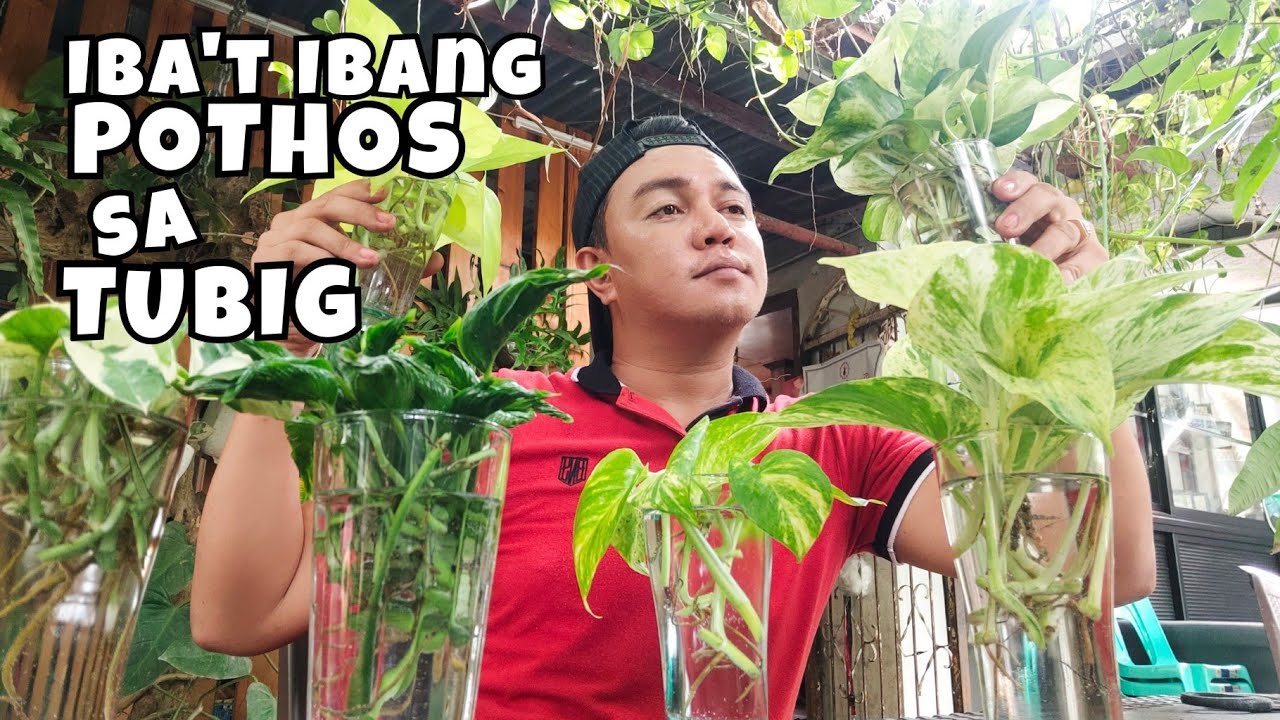 POTHOS IN WATER | HOME & GARDEN DISPLAY IDEAS + PLANT CARE TIPS