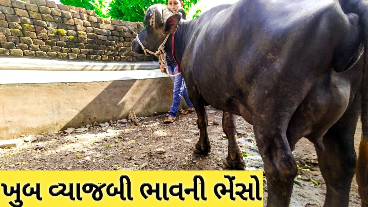 અહી થી ખરીદો એકદમ દુધાળ ભેંસો એ પણ વ્યાજબી ભાવે અહી વકાનેર થી ભેંસો આવે છે || buy the best buffalo