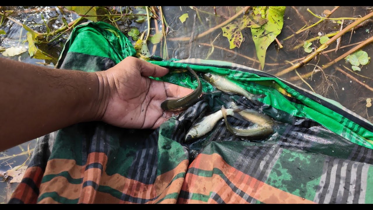 লুঙ্গি দিয়ে পুকুর থেকে মাছ ধরলাম | Doyel Agro