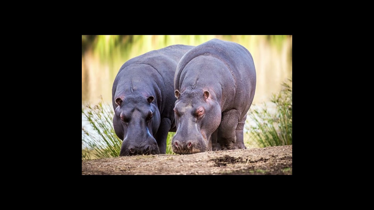 NEW!! SOUTH AFRICA LUXURY GOLF & SAFARI TOUR MARCH 2024 2