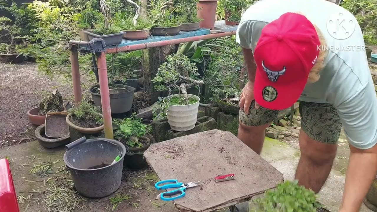 Wrong trim of bonsai material