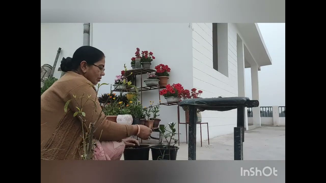 Magical fartilizar for all plant # humic acid use#