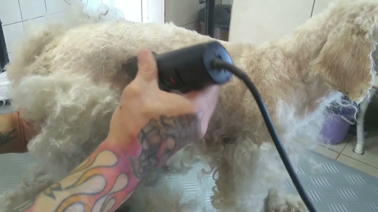 vídeo (1) tosa geral 7fc ,da raça poodle passo a passo ,presente para vcs inscritos, #80k 🙏obg