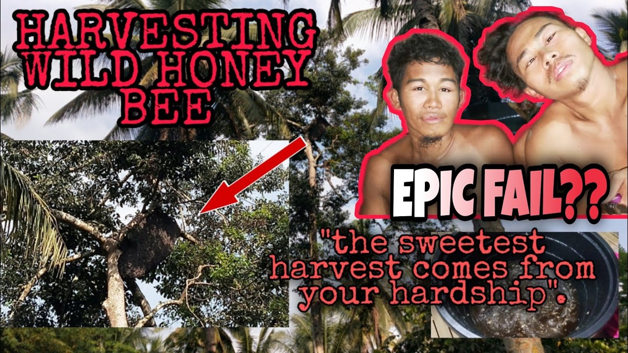 HUNTING WILD HONEY BEE (PUKYUTAN) EPIC FAIL??