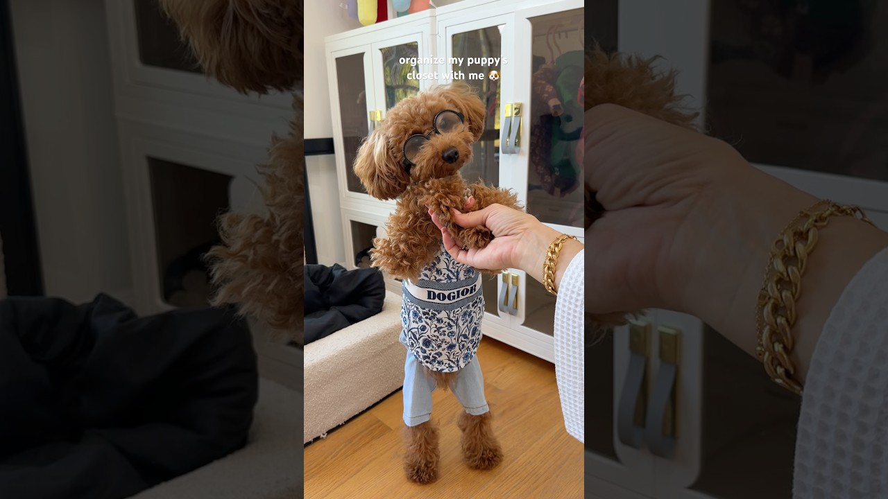 Organize my puppy&rsquo;s closet with me! #dog #puppy #fashion #asmrsounds #viral #shorts
