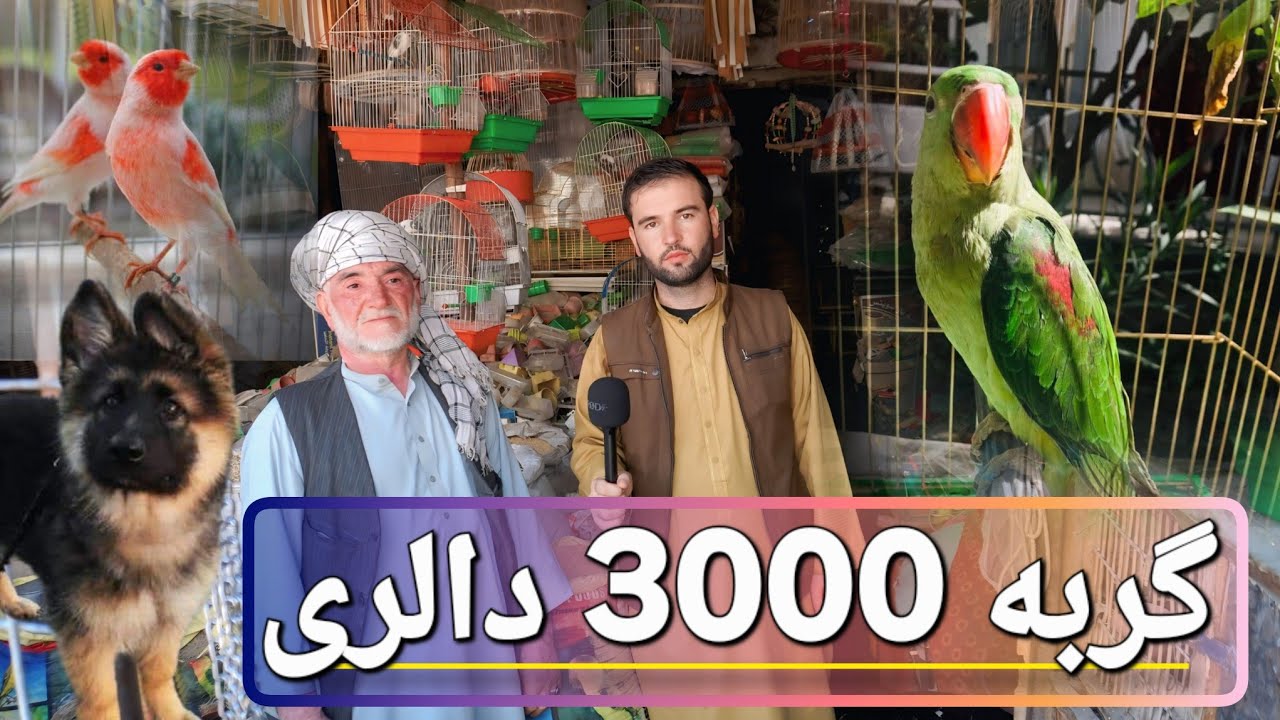 گزارش سيتي  لنز 🦜 «بازار شگفت‌انگیز پرنده‌ها؛ از طوطی گربه گرگ کوک تا زاغ باهوش!»