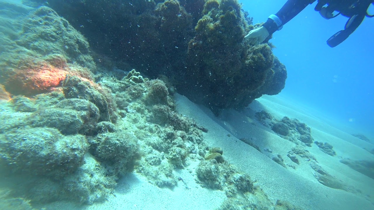 Scuba Dive in 171030 @Hawaii Oahu w/ Reef Pirates Diving (Shallow Reef Dive) - V