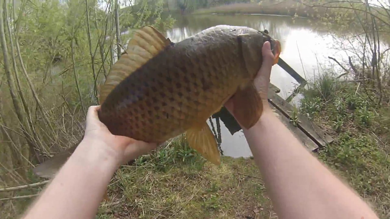 Ytfiske efter karp