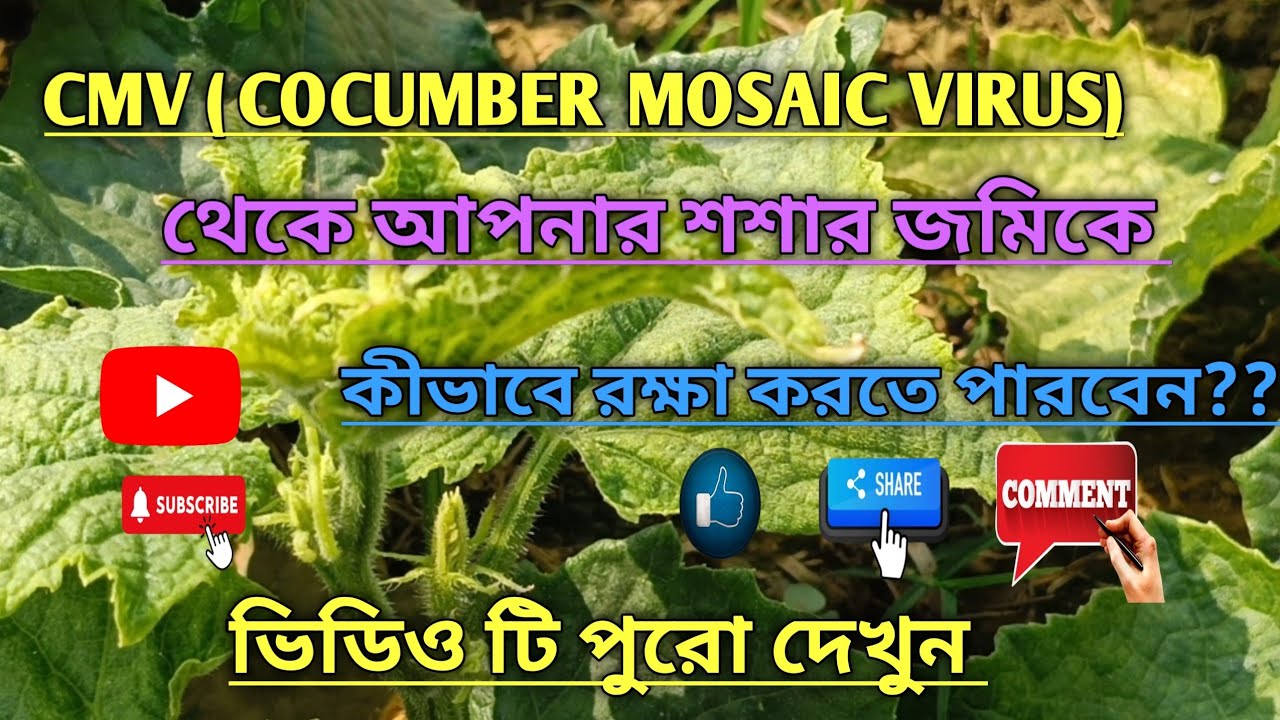 CMV ( CUCUMBER MOSAIC VIRUS) থেকে আপনার শশার জমিকে কীভাবে রক্ষা করবেন, পূর্ব ব্যবস্থাপনা কী করবেন।।