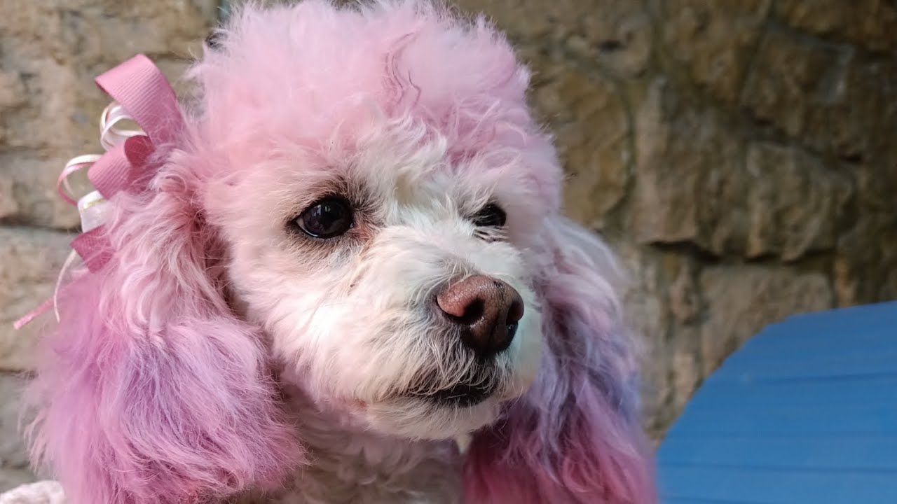Cómo teñir el pelo de tus perros