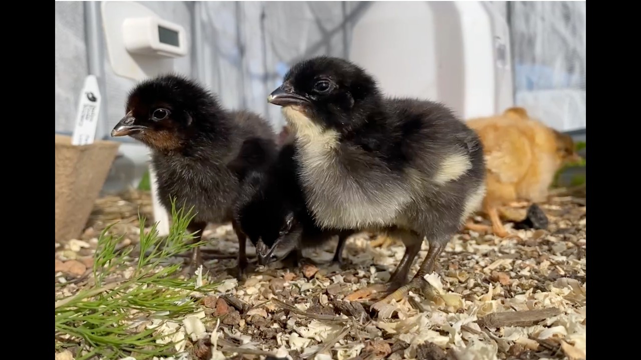 Chicken Homecoming