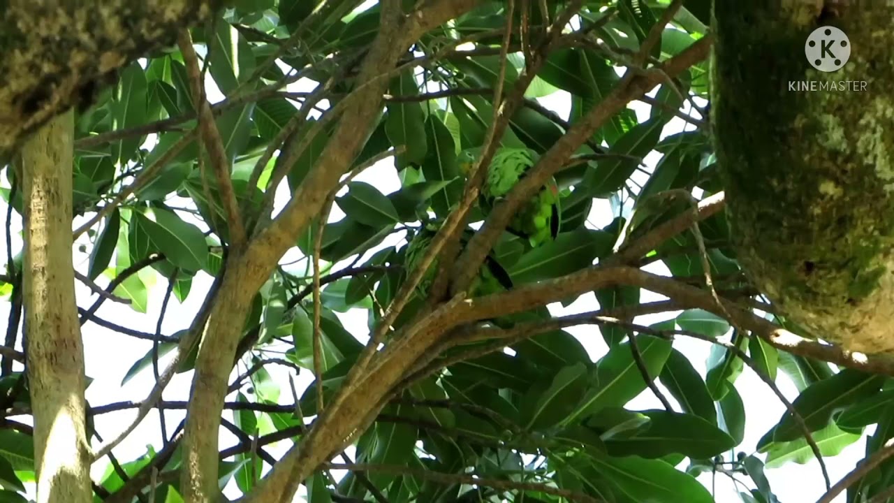 PERICOS VERDES Y LOROS LIBRES ASI ES COMO DEBE SER AMAZING PARROT WILD