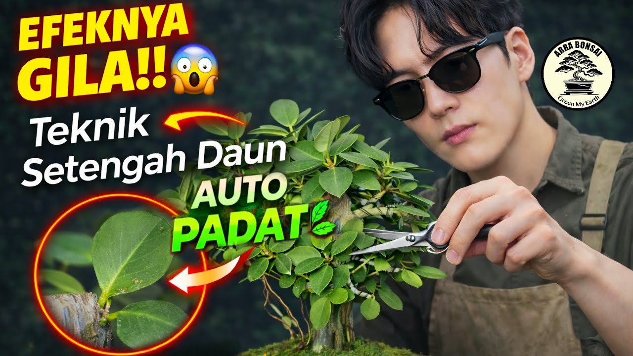 PRUNING & Defoliasi Setengah Daun Bonsai Beringin Dolar | Auto Padat & Rimbun!