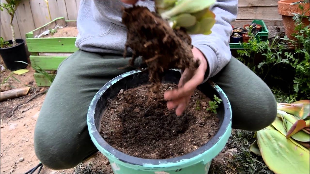 Como reproducir Kalanchoe Thyrsiflora