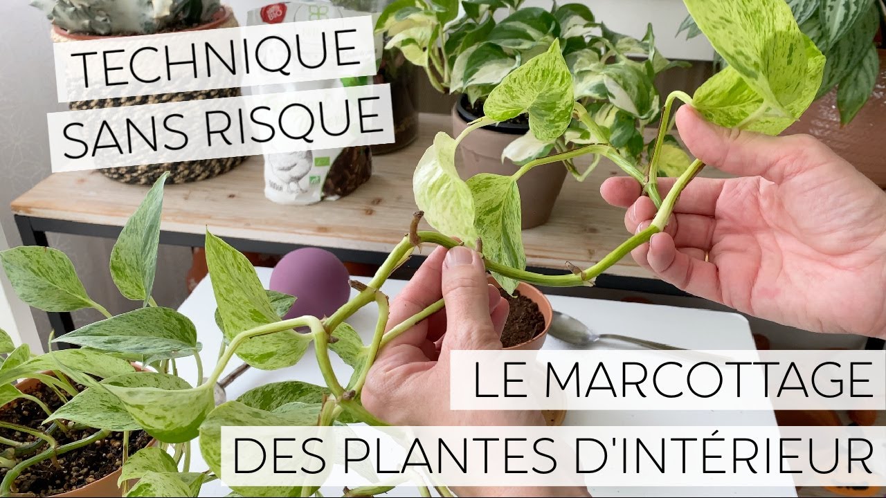 🌿 MARCOTTER LES PLANTES D’INTERIEUR | TECHNIQUE DE MULTIPLICATION DES PLANTES VERTES 🌱