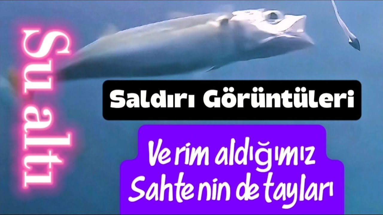 Lrf avında kolay kolay bulamayacağınız  su altı istavrit saldırı anları #lrf #istavrit #balıkavı