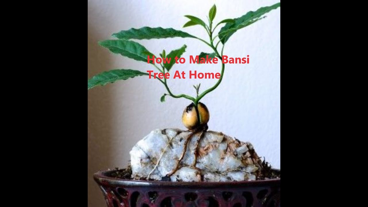 Step By Step Guide To Make Bonsai Tree From Avocado Seeds Grown At Home