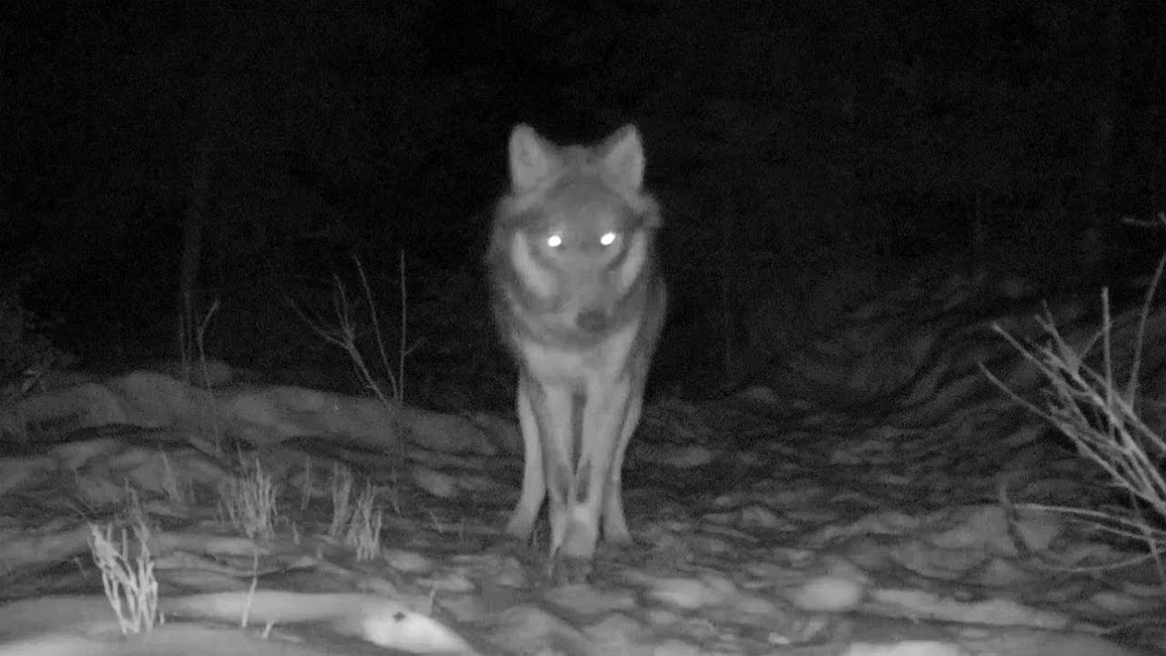 canis lupus/3 členná vlčia svorka/wolves