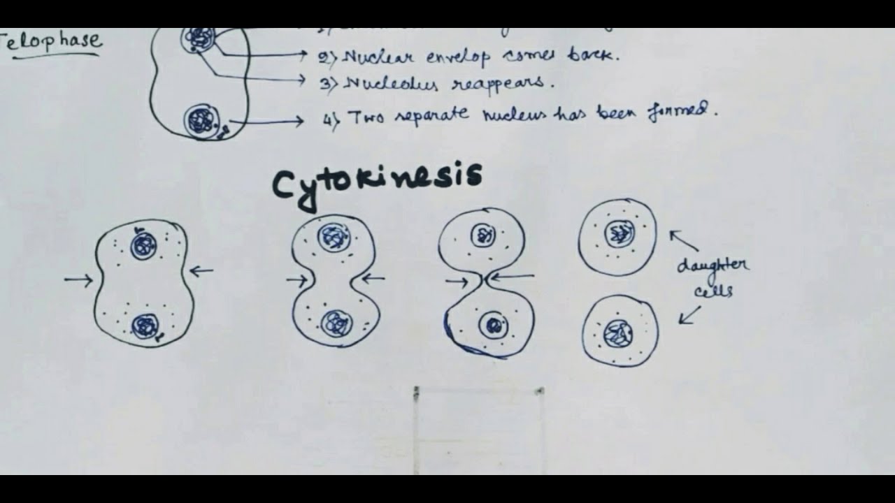 Mitosis | Mitotic Cell division | Equational Division