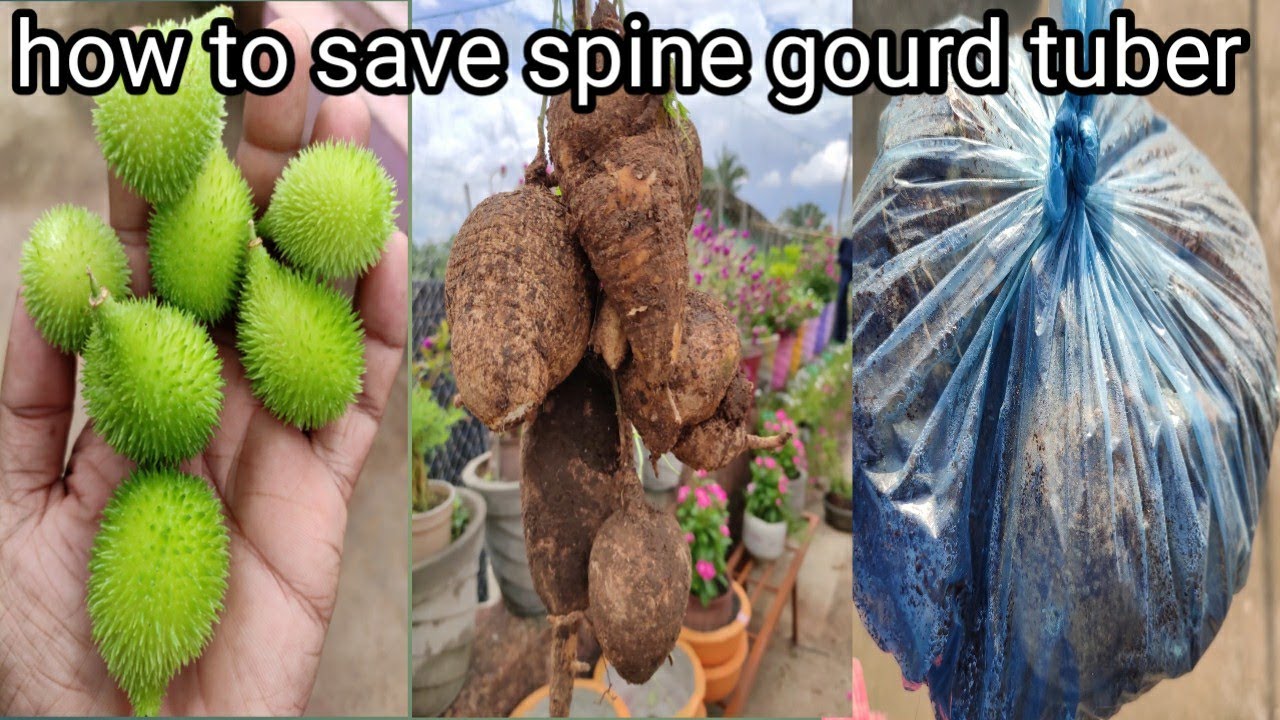 How to save contola or spine gourd tuber for nest season