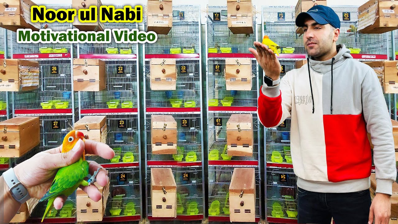 Visit Noor ul Nabi Lovebird Breeding Setup in Rawalpindi | Love Bird Farming Complete information