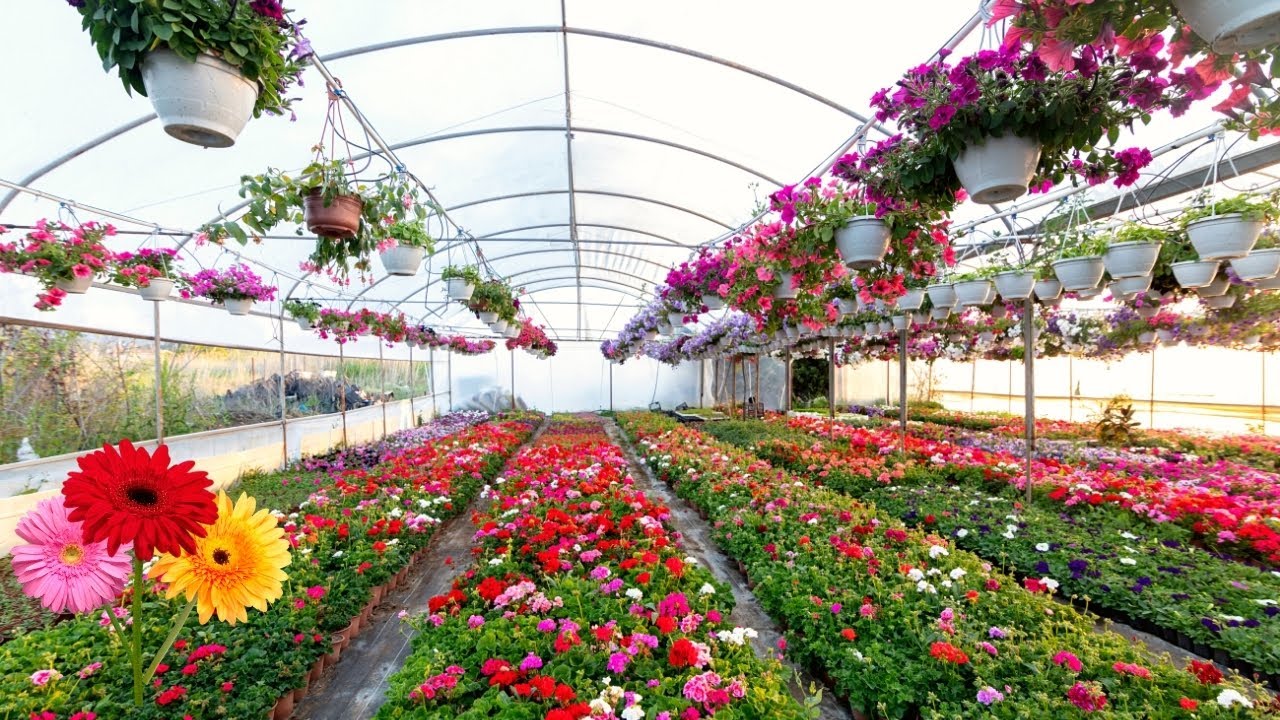 ✅Amazing gerbera farming|Gerbera cultivation in polyhouse|Gerbera flowers