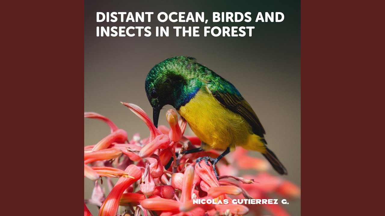 Distant ocean, birds and insects in the forest