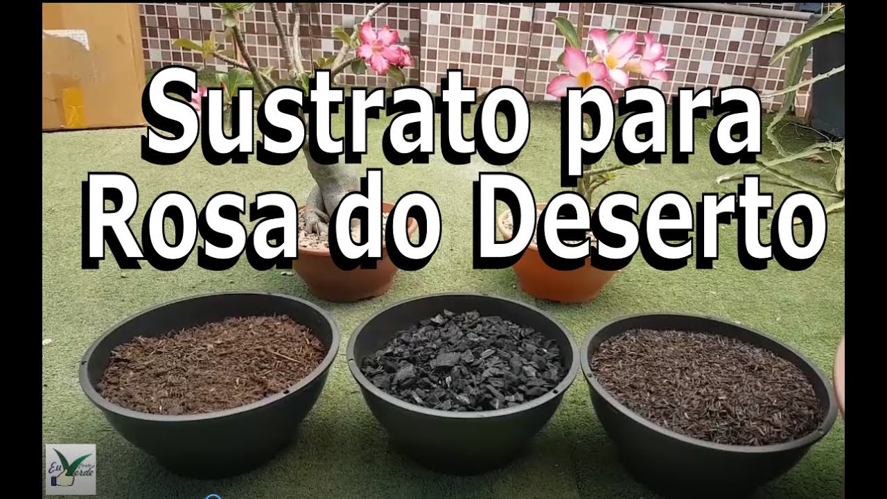 Substrato Ideal para Rosa do Deserto