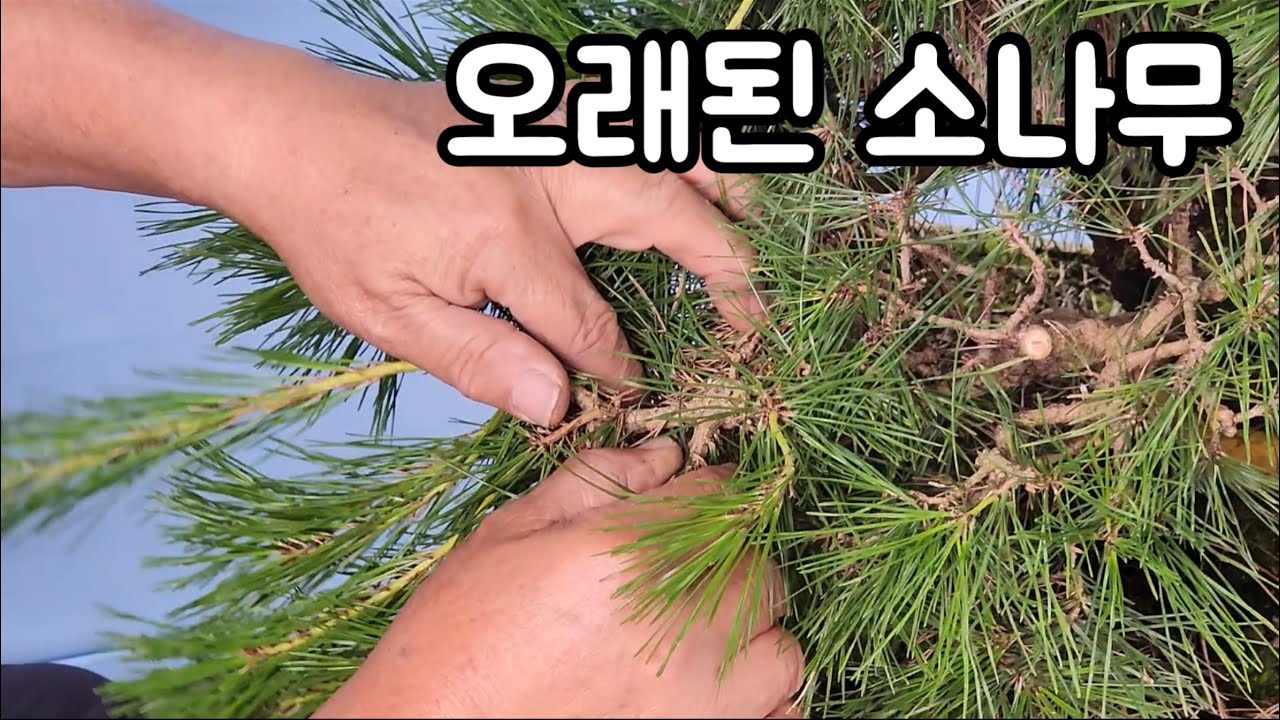분재관리 501 오래 방치된 소나무의 단엽과 가지정리