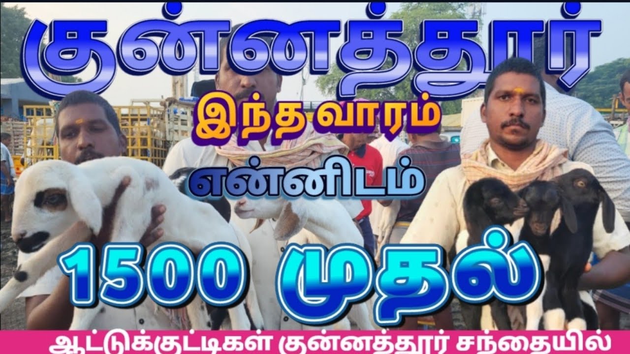 இந்த வாரம் குன்னத்தூர் ஆட்டுச் சந்தையில் என்னிடம் ஆட்டுக்குட்டி விலை நிலவரம்#குன்னத்தூர் #goat