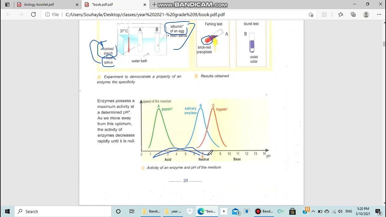 Biology  grade 9 enzymes agents of digestion 1