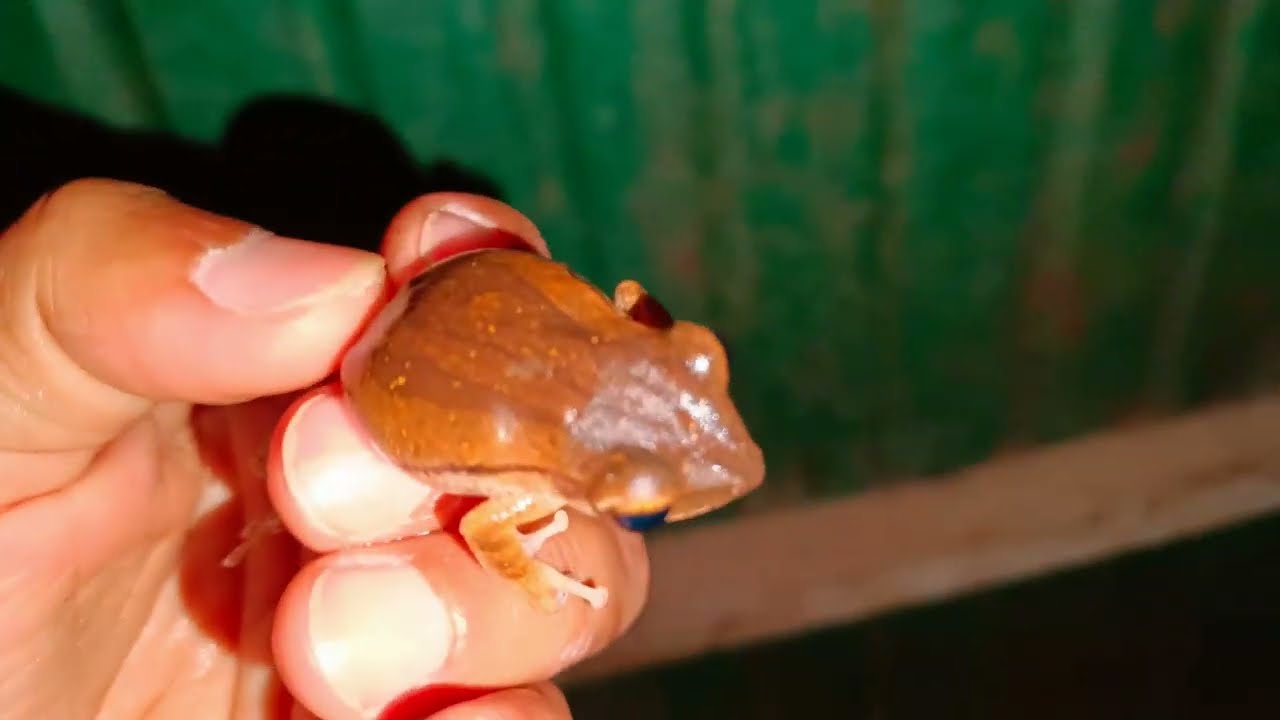 The frogs so beautiful.