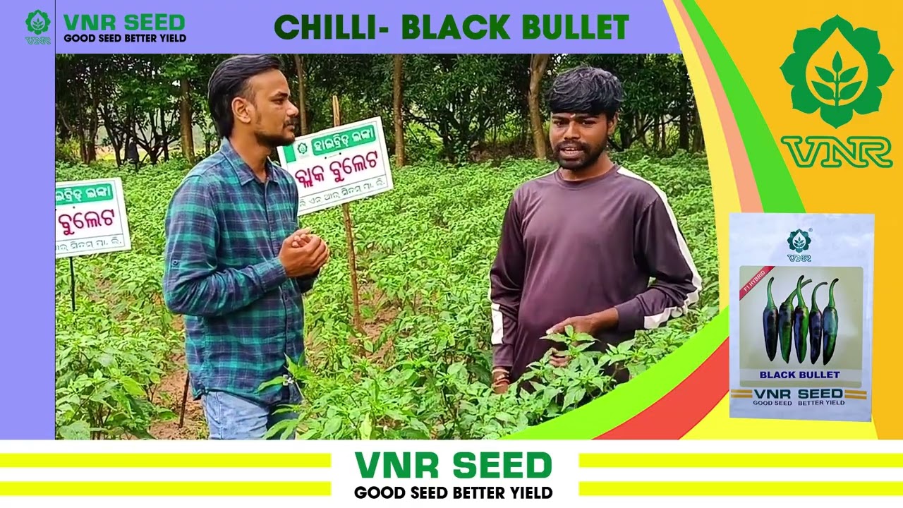 VNR Chilli Black Bullet 🌶️ | Village- Bandala (Sohela) | Farmer review 