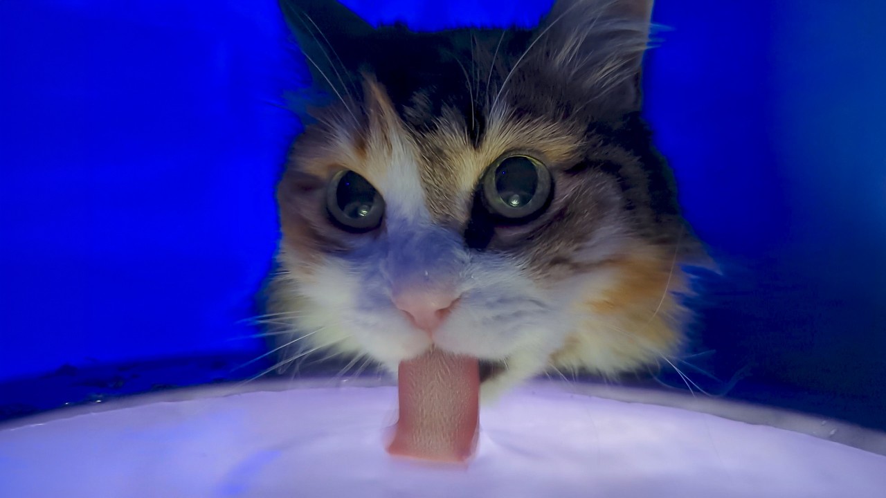 Cat drinking absolute zero loudly
