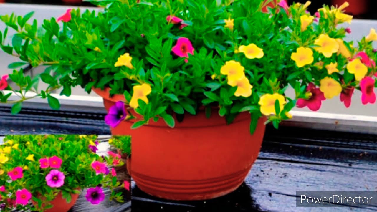 Garmiyon ke liye best hanging basket flower plant