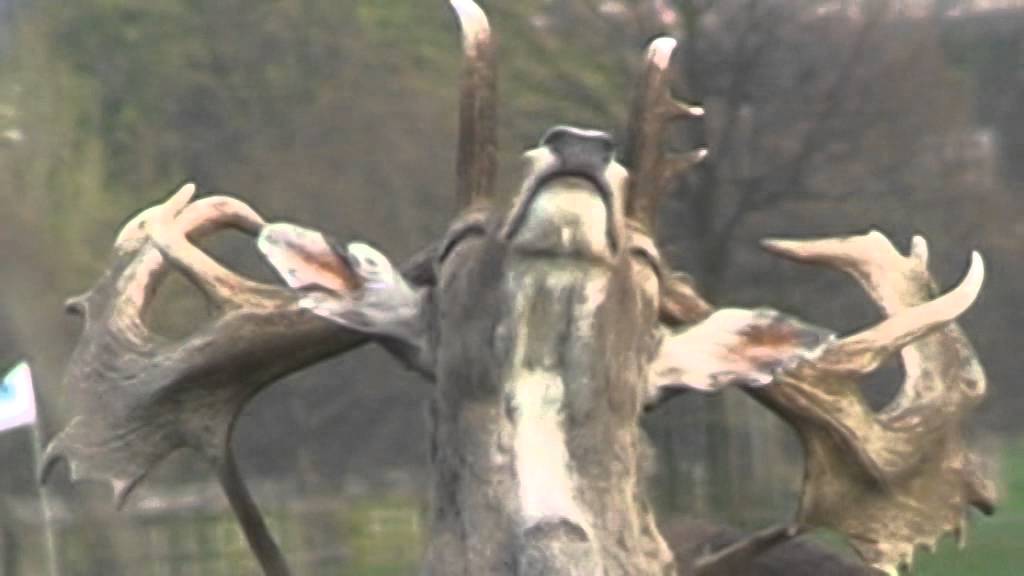 Fallow buck shedding antlers 1