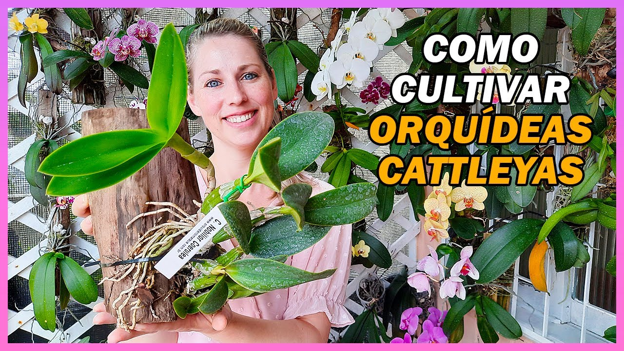 Tudo sobre Orquídea Cattleya