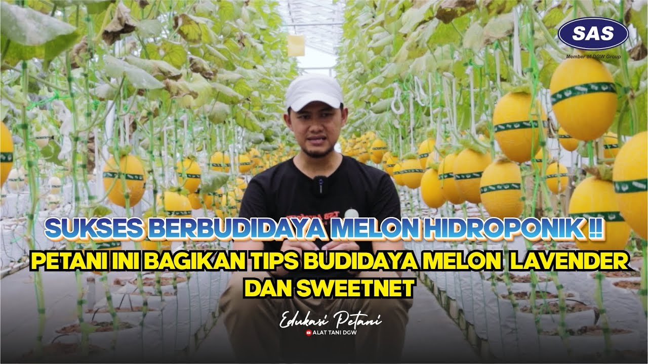 Sukses Berbudidaya Melon Hidroponik!! | Petani Ini Bagikan Tips Budidaya Melon Lavender dan Sweetnet