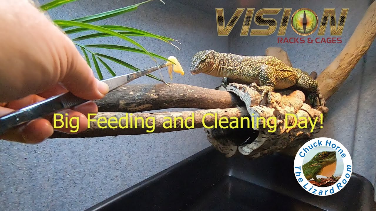 Big feeding day for reptiles!!!