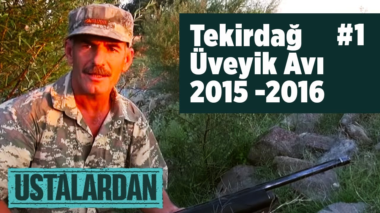 Tekirdağ Üveyik Avı 4 -1 (2015 -2016 ) Ustalardan  Yaban Tv - Turtle dove Hunting turtledove